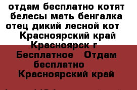  отдам бесплатно котят белесы(мать бенгалка отец дикий лесной кот)  - Красноярский край, Красноярск г. Бесплатное » Отдам бесплатно   . Красноярский край